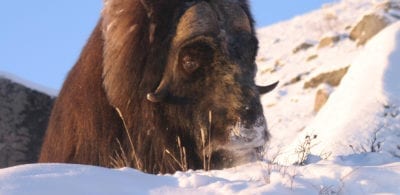 Musk Ox in the snow near Kangerlussuaq