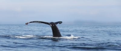 Hvalsafari i Grønland