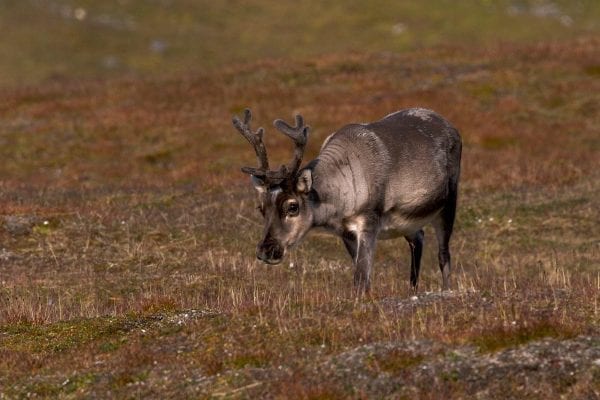 Reinsdyr Kapp Waldburg Svalbard